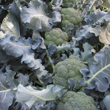 Godzilla, Broccoli Seeds - Packet image number null